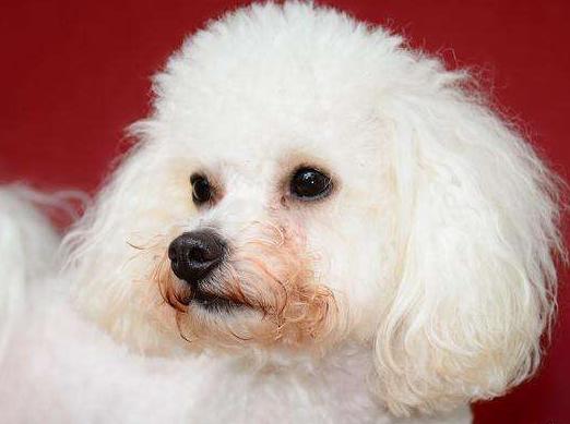 狗狗有泪痕吃什么药可以消除,狗狗有泪痕的原因和减少方法