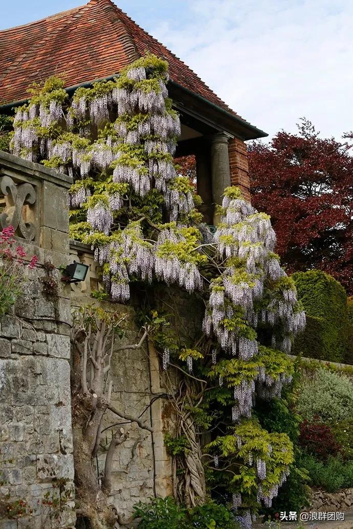 中式庭院藤类植物,枫树和紫藤