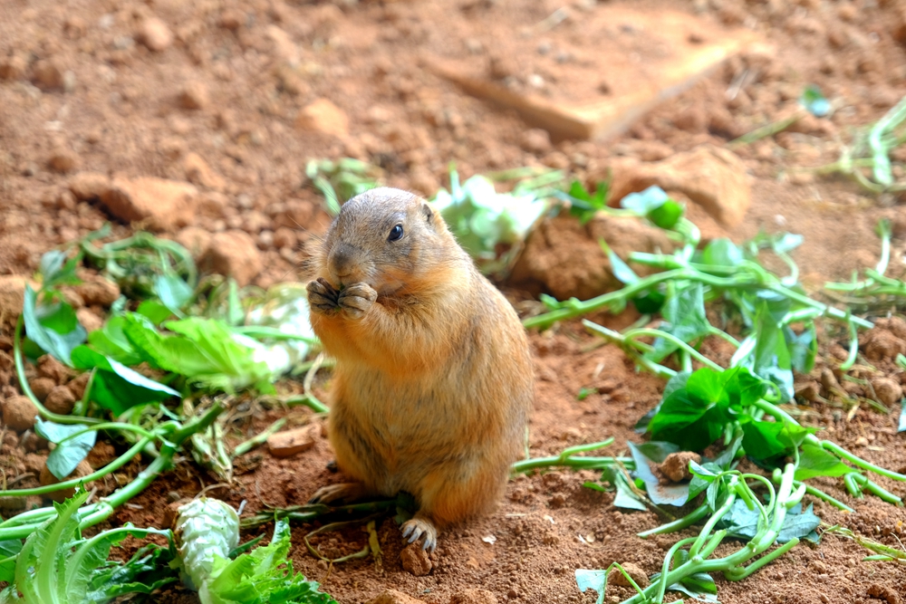 福建六鳌翡翠湾醉美沙滩,六鳌翡翠湾海滩