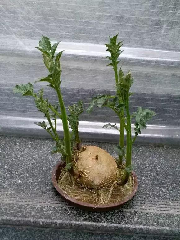 这6种菜根不要丢,哪4种菜根不能丢在家盆栽