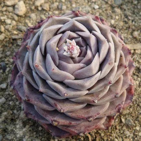 几款好看又好养的多肉,好养且易爆盆的多肉