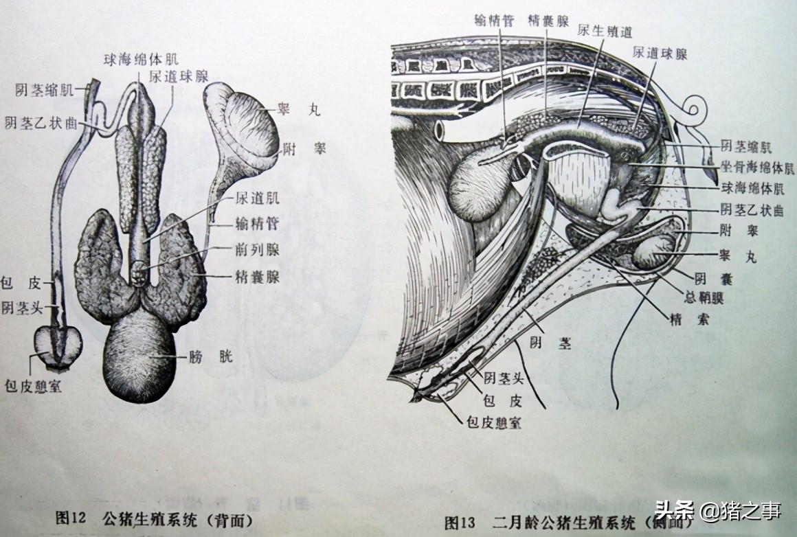 养猪一定要懂猪的病情,新手养猪入门选二元猪还是土杂猪