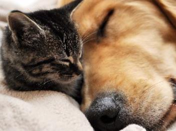 猫狗双全才是人生赢家,为什么说人生赢家猫狗双全