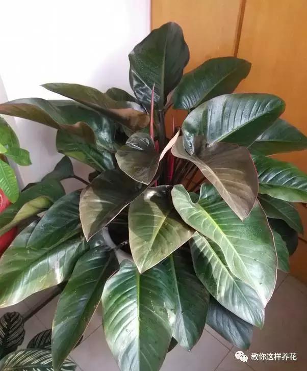 净化空气甲醛最怕的十种花,什么花草吸收甲醛最好还好养