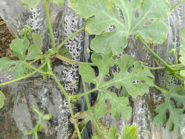 西瓜秧烂根开裂什么原因,郑杰农资优惠