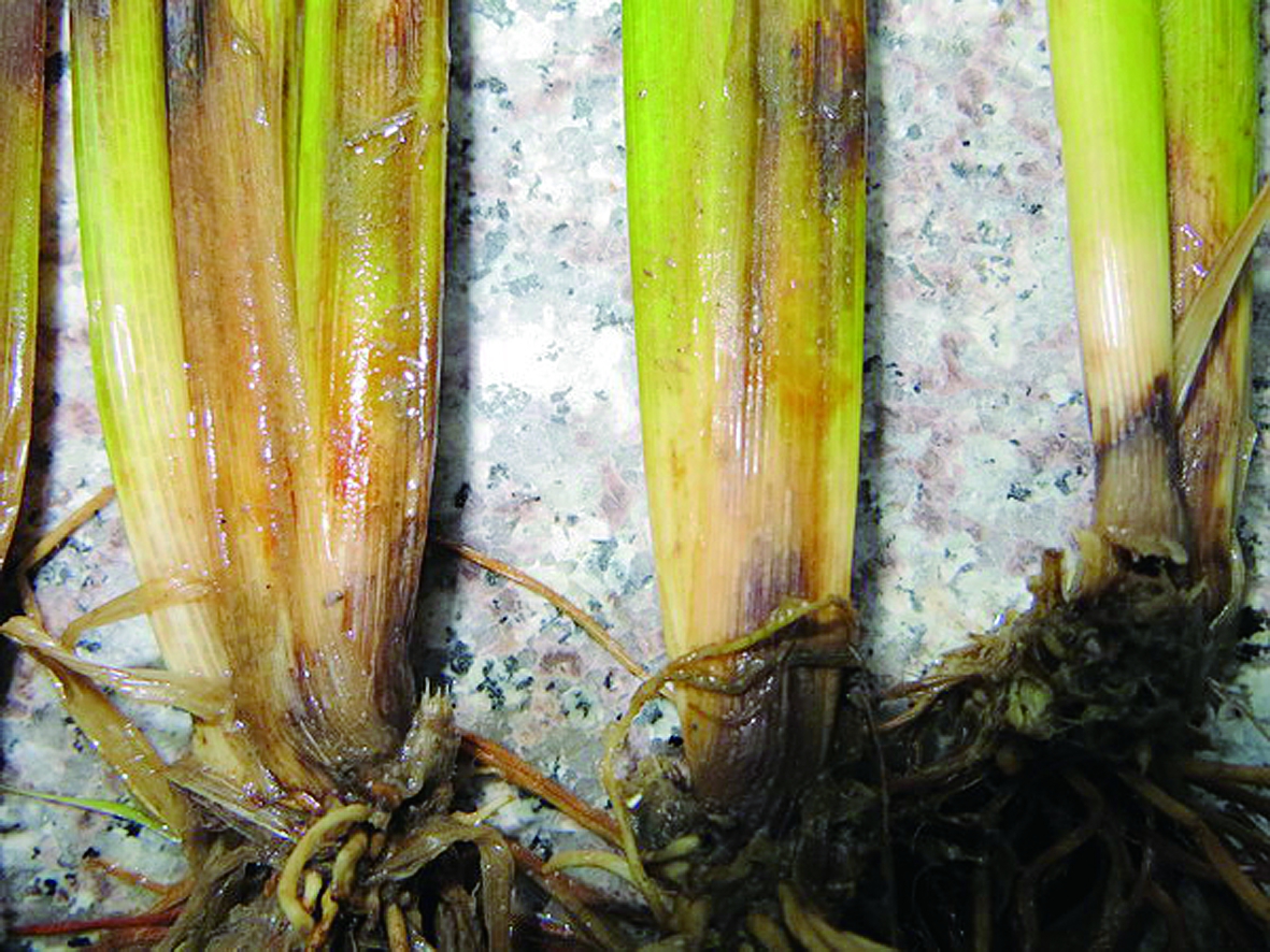 茎基腐病引起小麦白穗,水稻根腐病防治