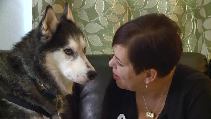 哈士奇雪橇犬故事,哈士奇雪橇犬感人一幕