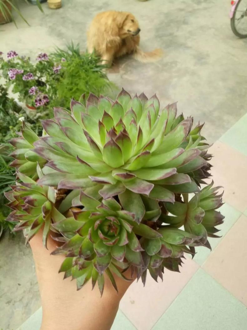 观音莲多肉怎么上盆好看,多肉观音莲叶片下弯