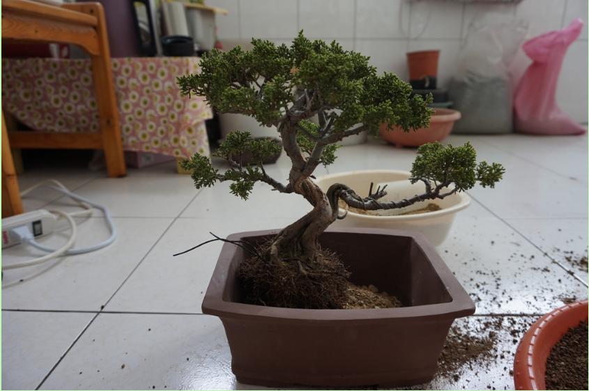 鱼川真柏盆景养殖方法,从养多肉到盆景