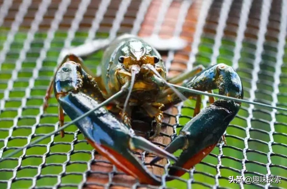 能长到四斤的淡水龙虾,澳洲龙虾可进入中国吗