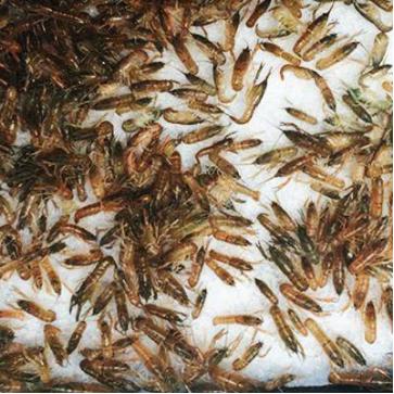 老虾田怎么养效益高,龙虾放苗怎么操作