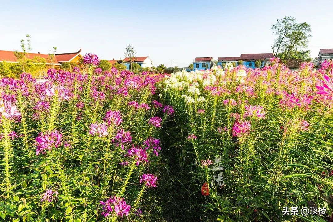 春风十里不如你,这些花海在国庆期间盛放,不要错过了