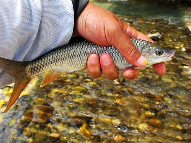 黑坑钓鱼和野钓的区别,为什么说野钓的钓不了黑坑
