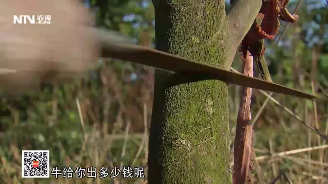 养殖肉牛和奶牛的利润与成本,奶牛与肉牛养殖前景