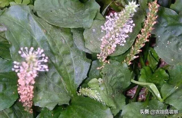 车前种什么草治便秘,车前草可以治便秘功效与作用