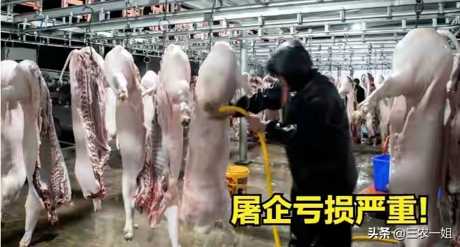 猪价下跌为啥猪企还要竞相压价,飞天猪价格