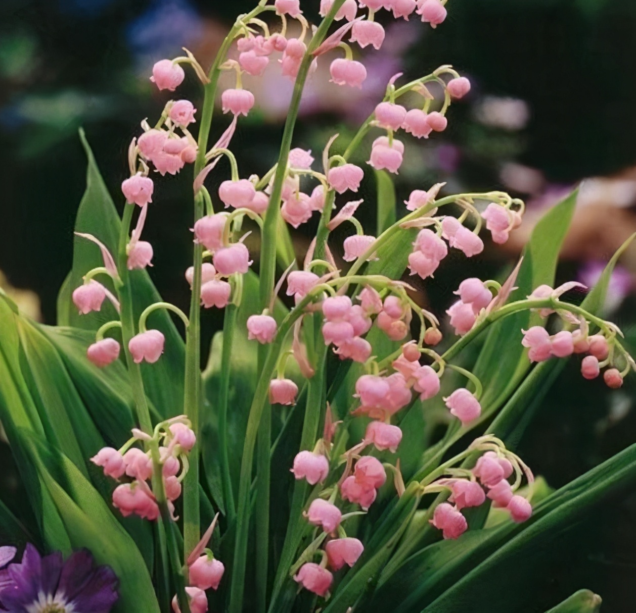 铃兰花怎么养才能更茂盛,铃兰花怎么养才好看