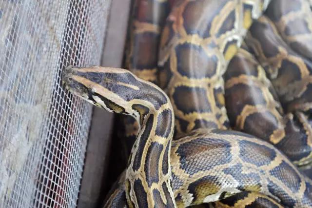 海南代表性动物,海南特有的珍稀动物