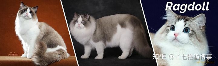 有哪些好看的家养猫,最适合家养的猫咪品种不掉毛