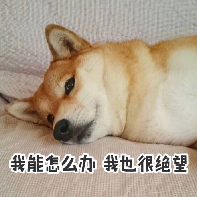 养狗后幸福感为什么爆棚,狗子绝育全过程