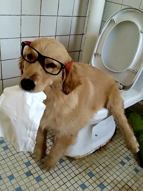 养金毛的好处与坏处,养金毛的6个好处