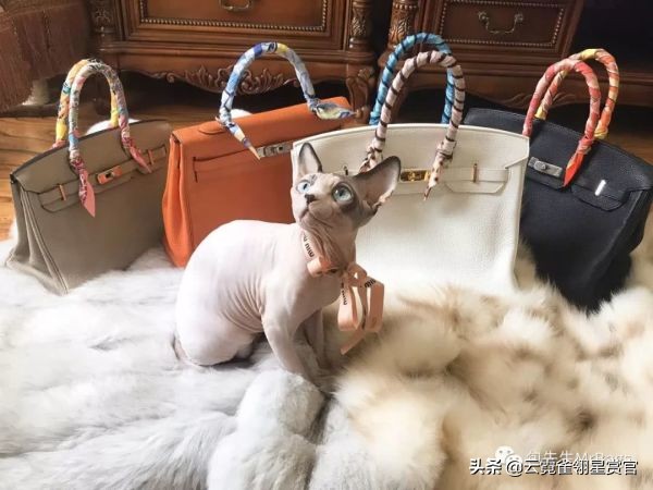 非常好看的宠物包,大家的包都带什么玩偶