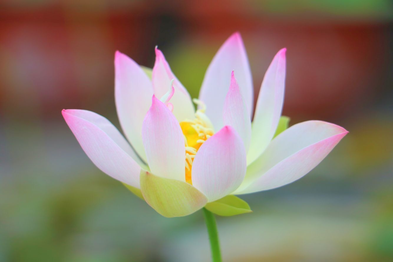 碗莲怎么磨开口,碗莲的正确打开方式