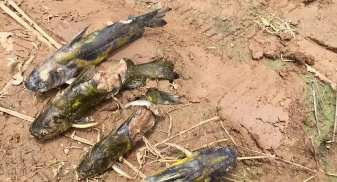 皇冠鱼烂身病怎么治疗,鱼烂身最佳治疗方法