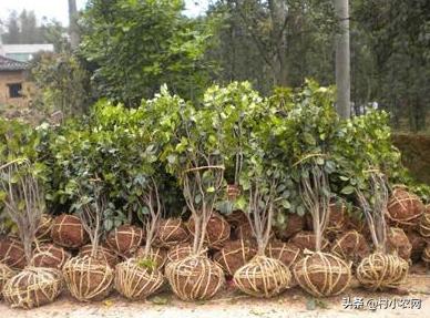 55到65岁在农村能创业什么项目,2021最有前景的10个农村创业点子