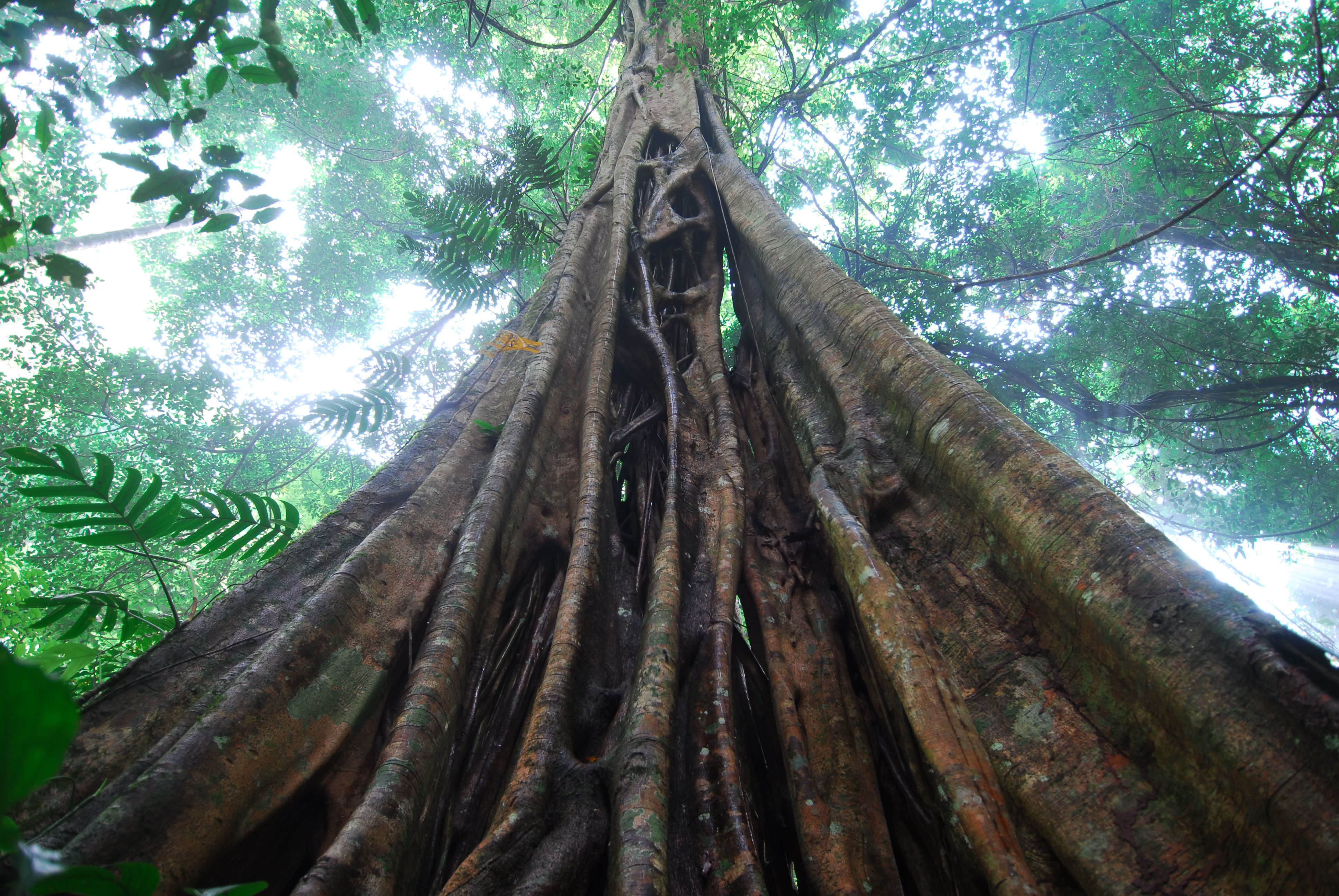 热带雨林犯罪,热带雨林案件最新结果
