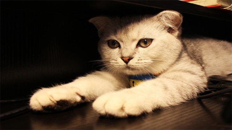 猫宅一生增肥营养膏,猫吃营养膏有什么用