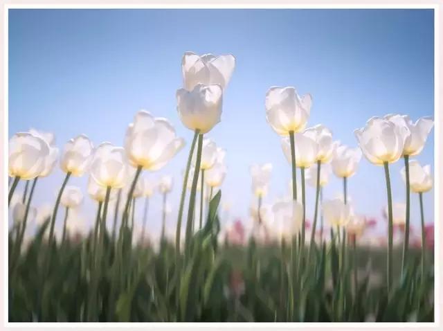 魔都赏花旅游攻略,魔都春季赏花好地方