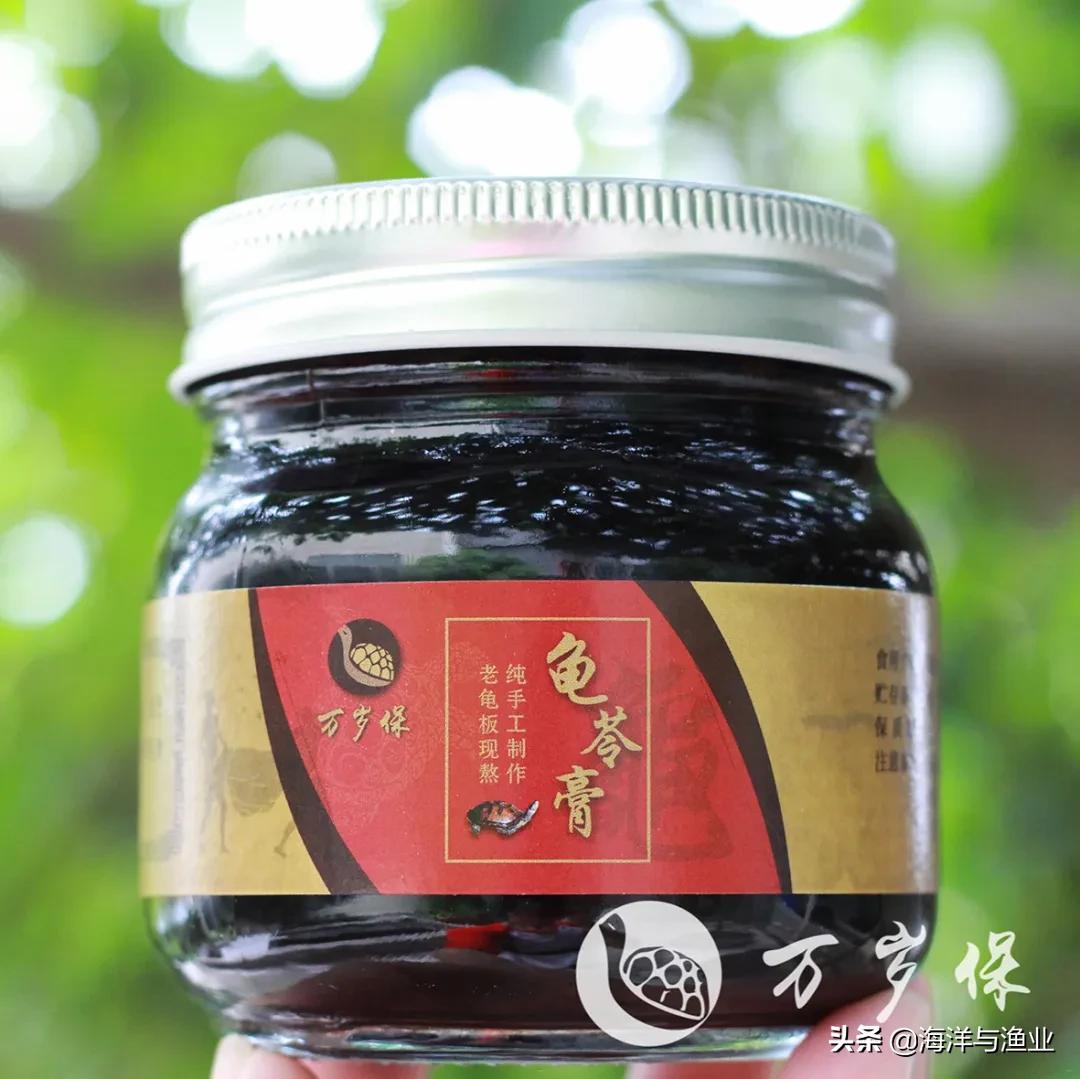 10万以上的龟,荷塘龟谷在线养龟