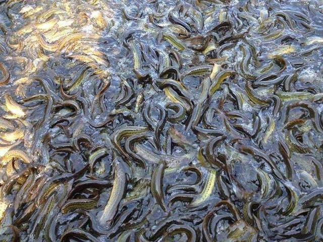 泥鳅黄鳝种苗如何人工越冬,冬天怎样让泥鳅在水里最活跃