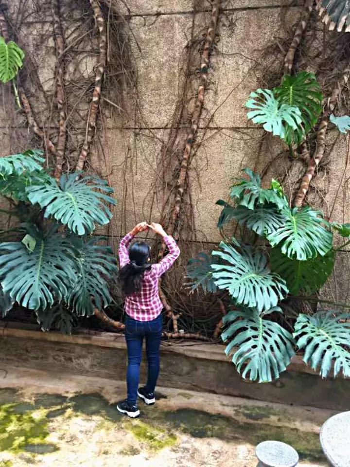 适合家里养的喜阴花,家里适合养的喜阴花