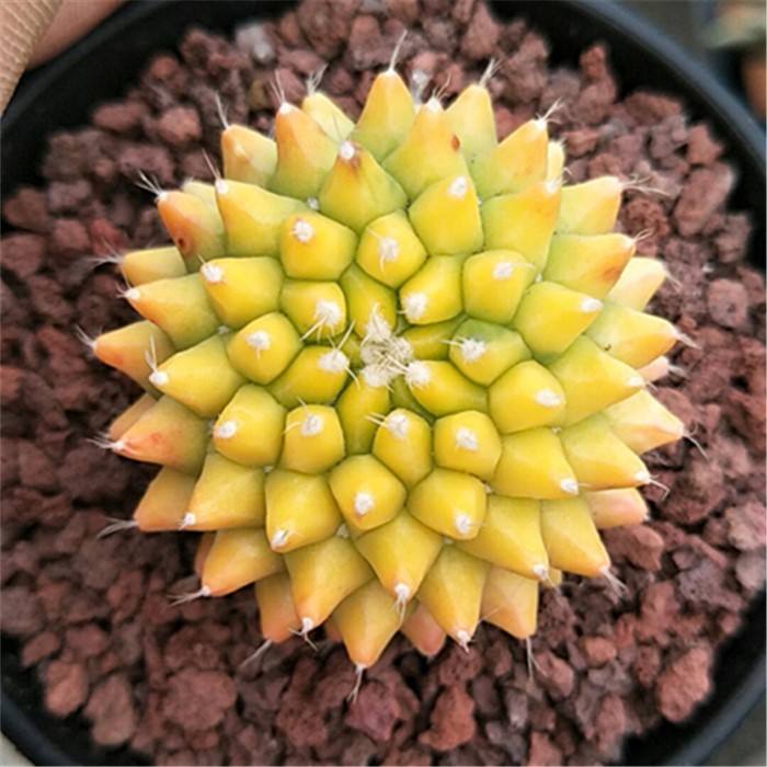 101仙人球,101个仙人球品种