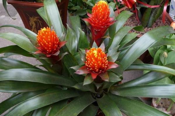 如何让鸿运当头长出新芽,鸿运当头怎么分侧芽