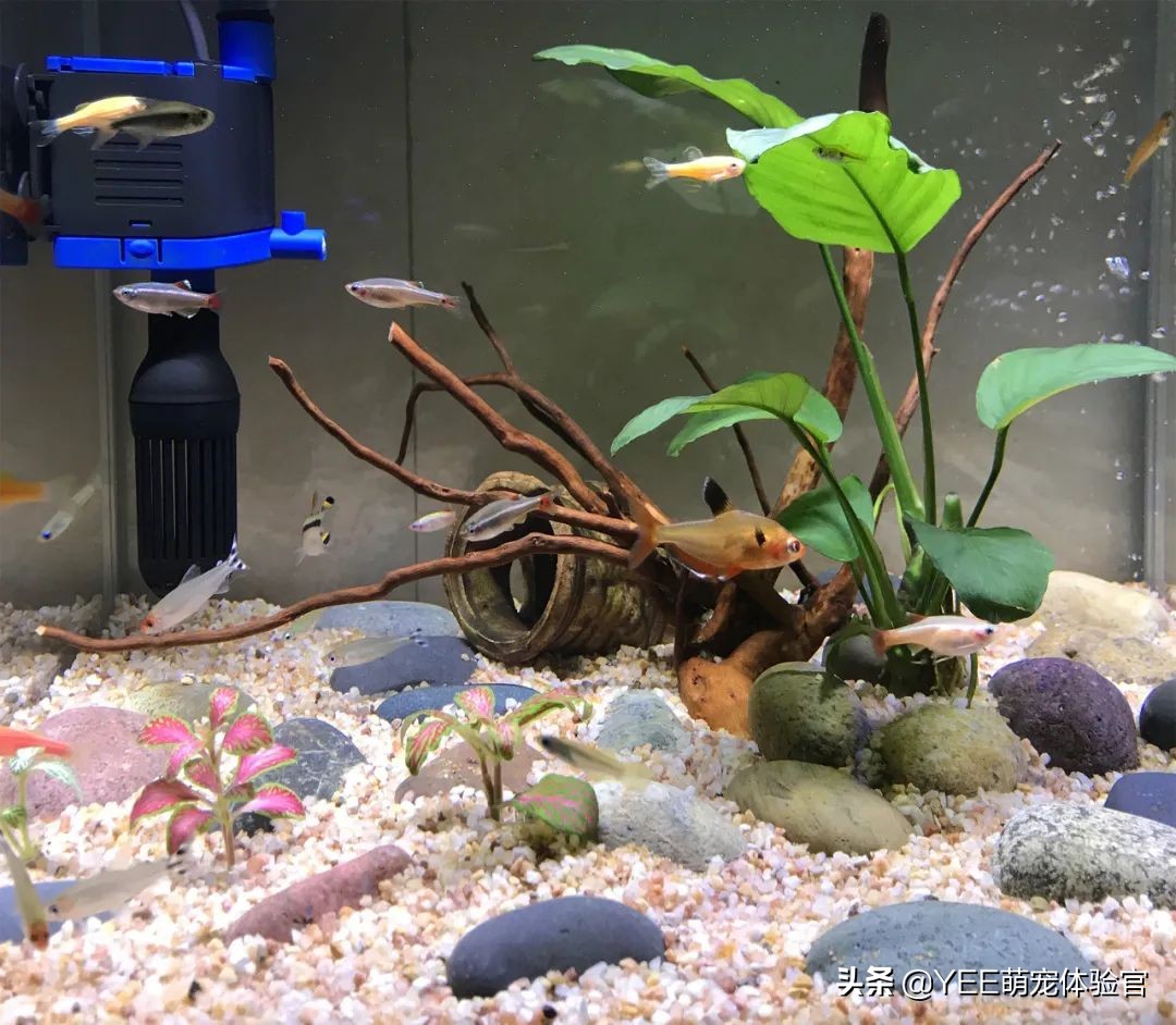 亚克力鱼缸的优点和缺点,用亚克力做鱼缸会让鱼中毒吗