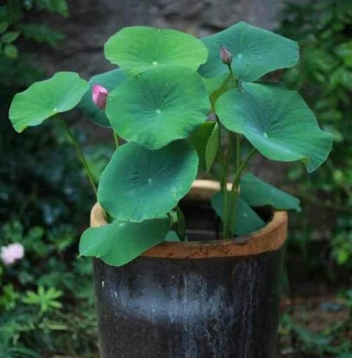 大缸种藕芽视频教程,家庭水缸种藕的方法视频