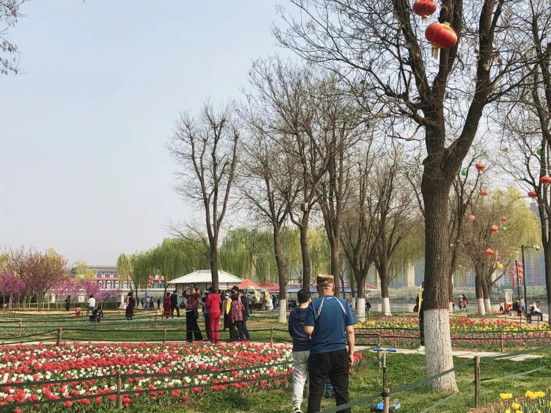 咸阳统一广场郁金香,咸阳郁金香花展在哪里