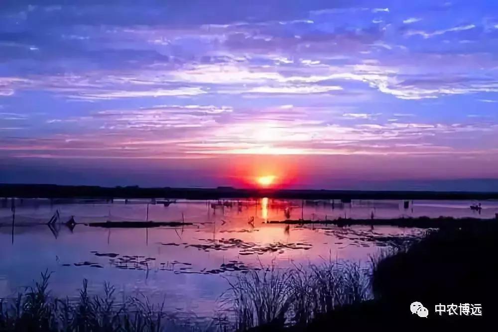 保定自走玉米脱粒机,河北保定大型玉米收获机