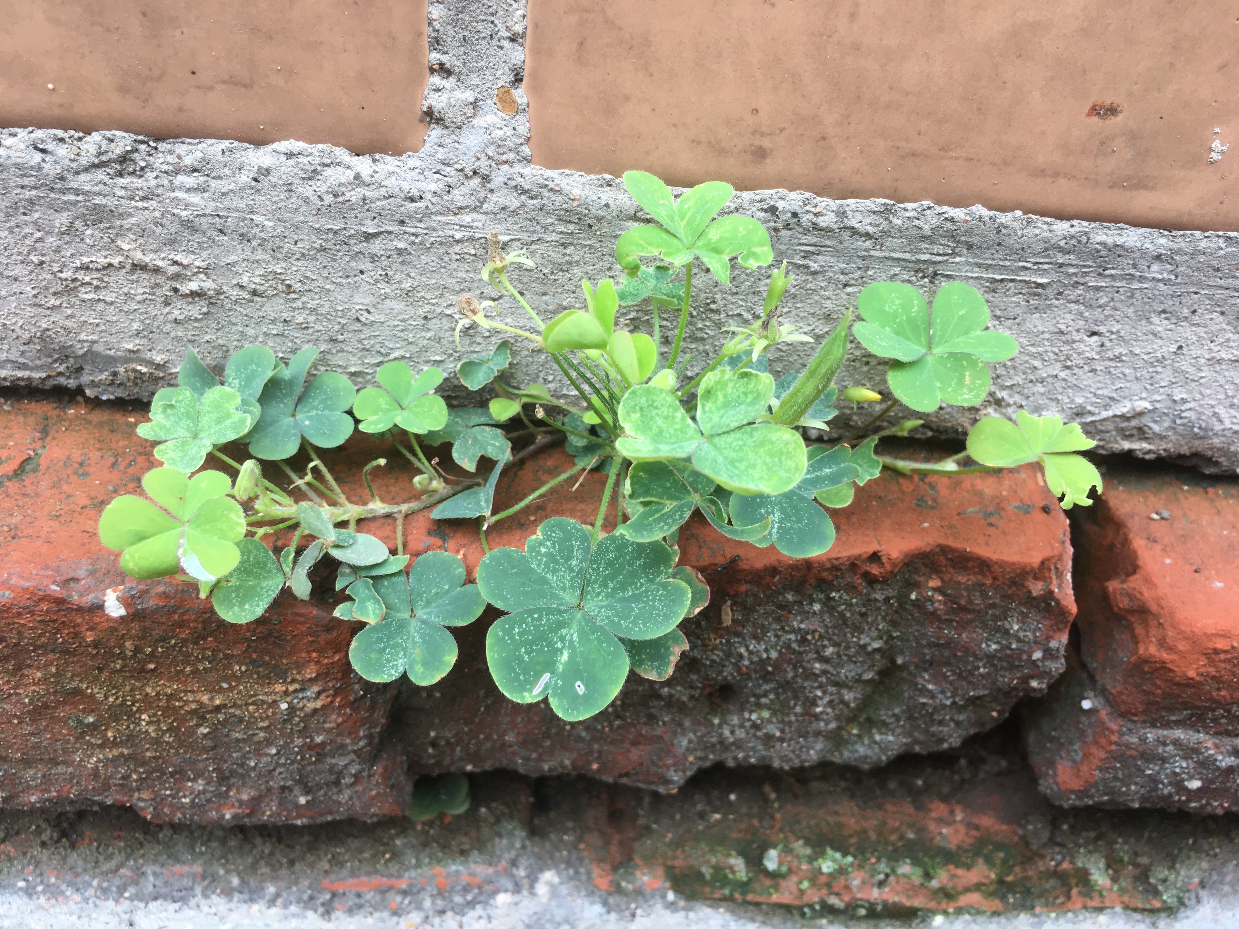 为什么那种高楼层的水泥地会长草？这些草是怎么来的？