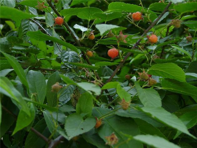 山上能吃的野草莓,80后吃过的野生果子野草莓