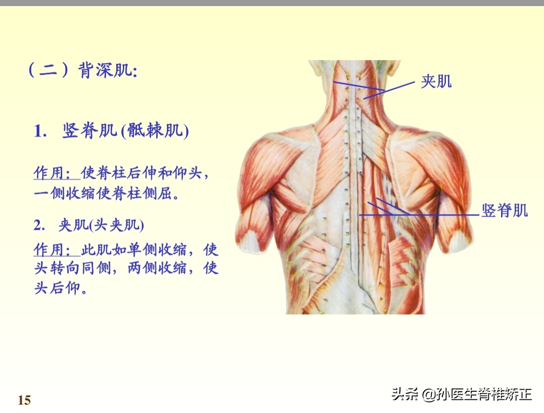 系统解剖学骨学ppt课件,解剖学基本知识ppt课件