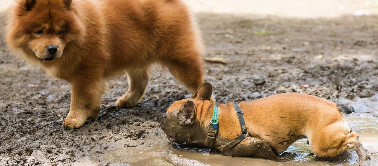 松狮犬的5大缺点难怪那么少人养,松狮犬的作用和用途
