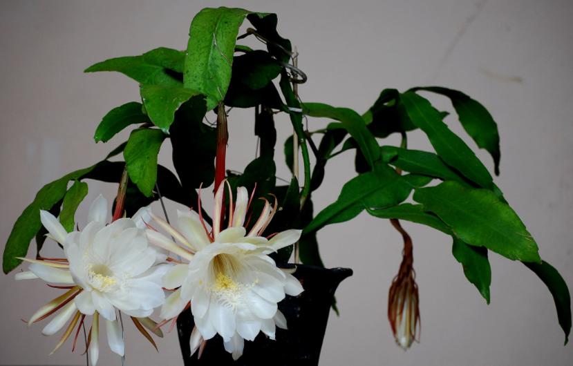 昙花要开的迹象,昙花即将盛开