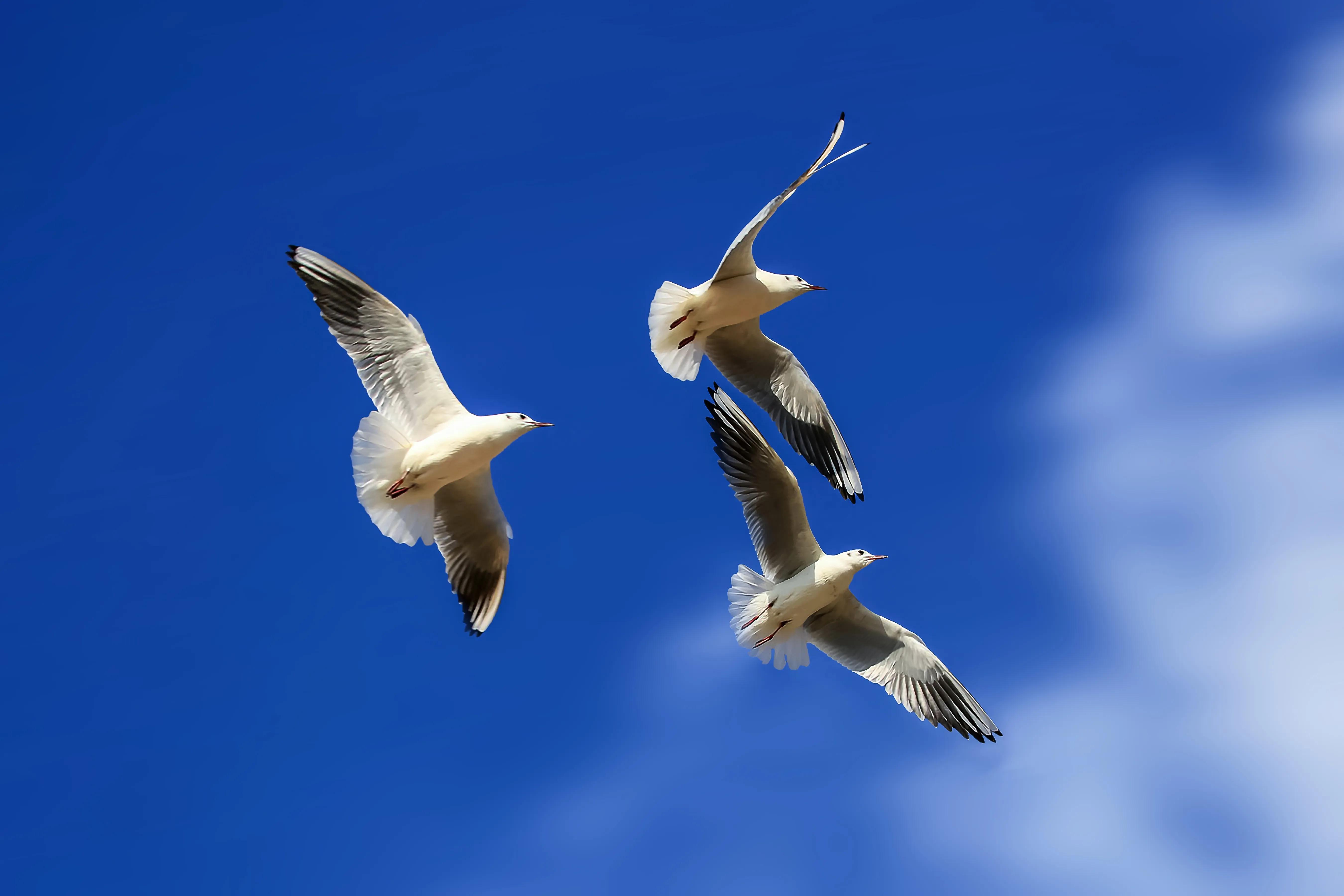 「关于“打鸟”」器材选择、机镜操控、拍摄习惯、注意事项等浅析