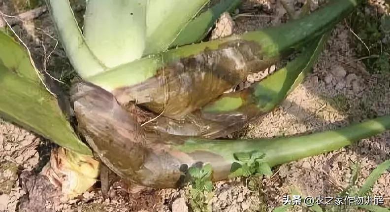 芦荟揭秘,关于芦荟的历史和现状研究报告