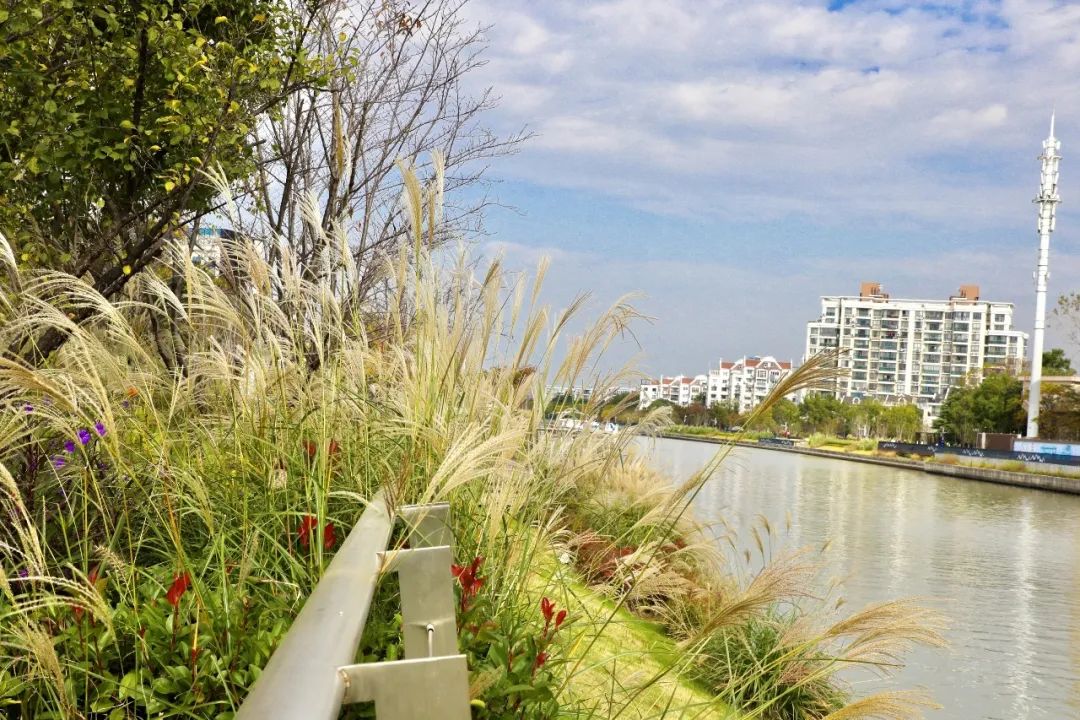 深秋回暖，安排！沪上各区的深秋美景，你准备好打卡了吗？