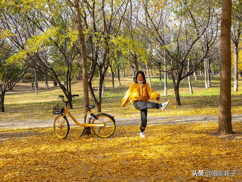 北京看银杏树林最好的地方,丰台区银杏林地址